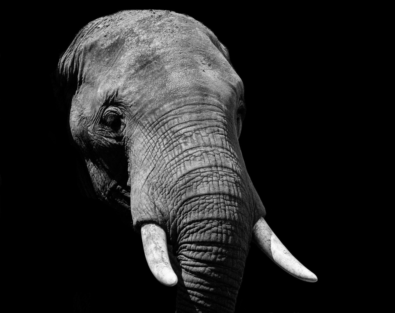 elephant head, body in shadow